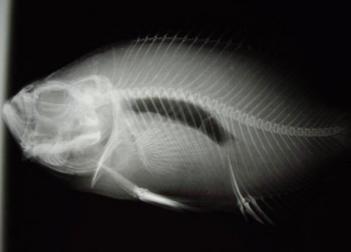 Radiograph of a fish