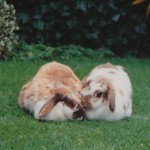 2 rabbits in garden