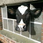 Cow looking through window