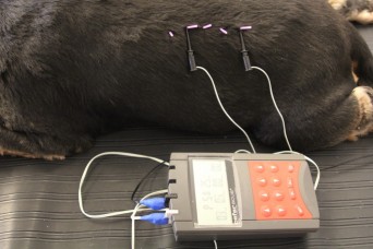 Dog receiving electroacupuncture