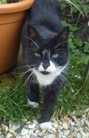 cat walking in garden