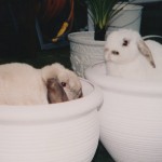Flower pots and rabbits