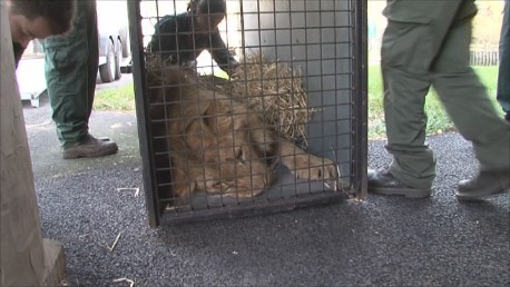 Loading lions into crate