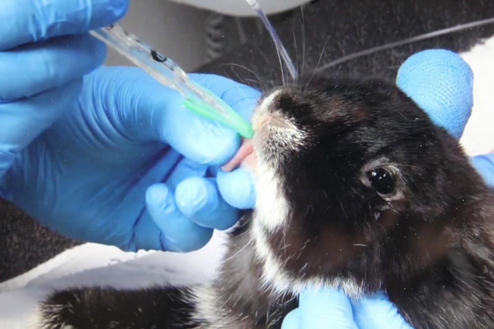 Rabbit intubation