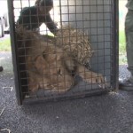 Loading lions into crate