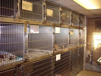 Cages in ward