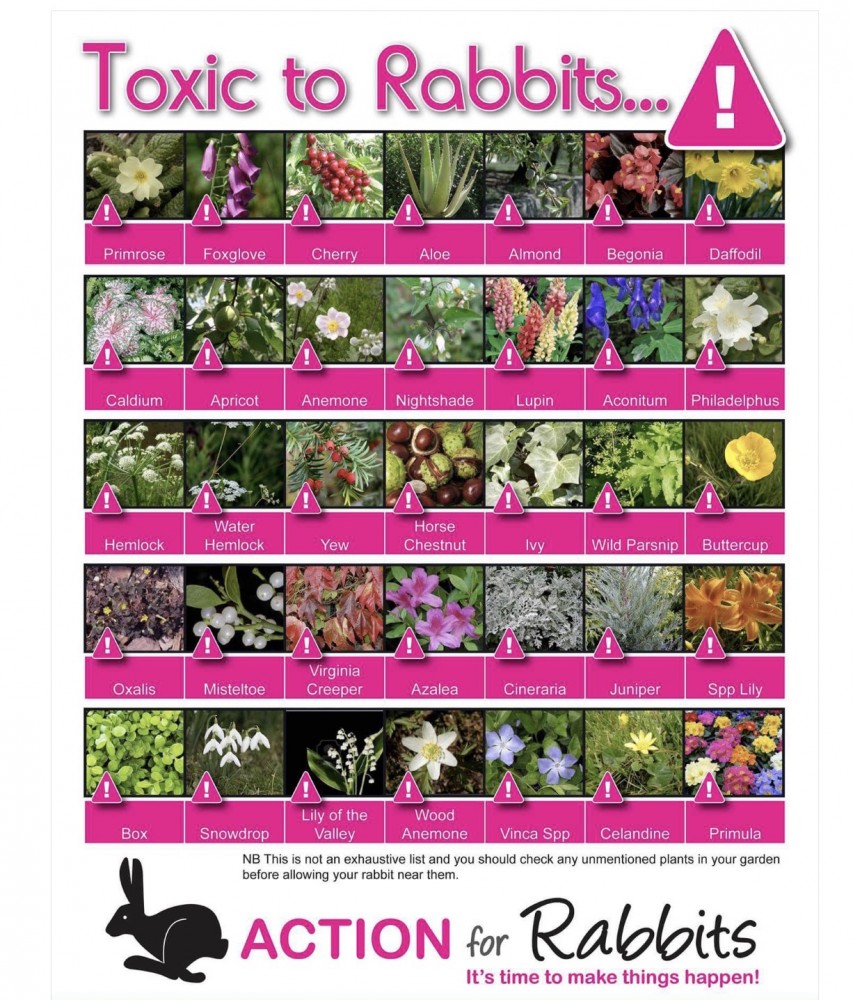 Plants poisonous to rabbits