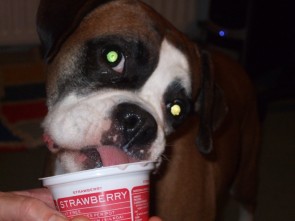 Dog finishing the yoghurt