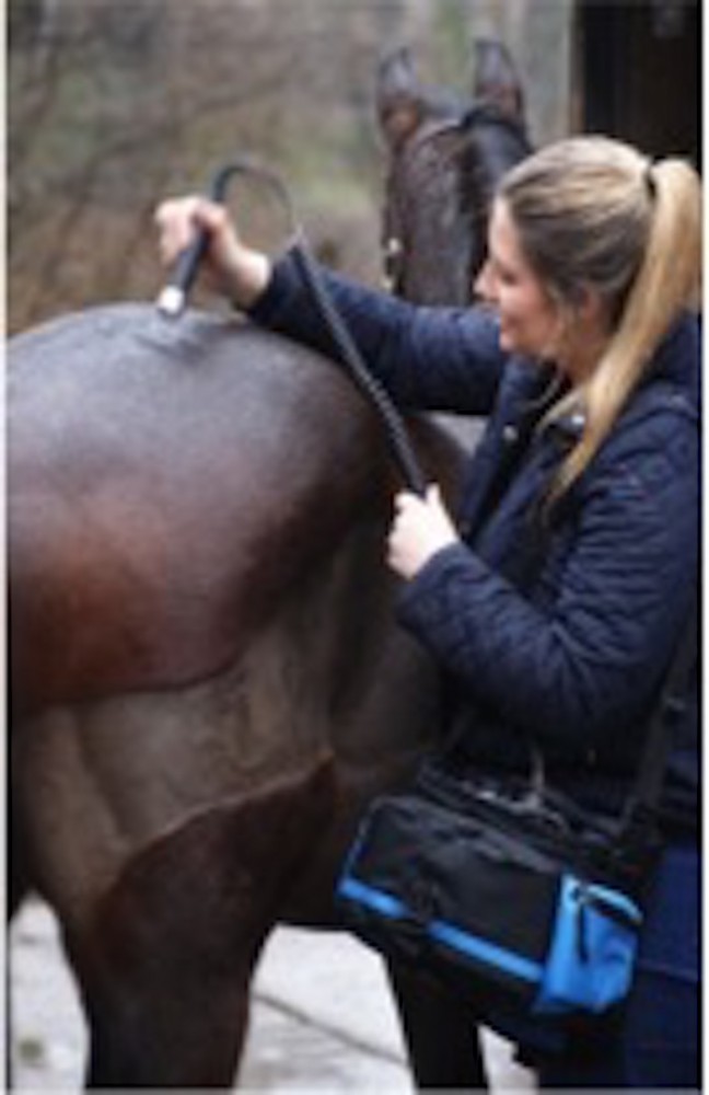 Photo of Physiotherapy on horse Rose Cottage Veterinary Centre