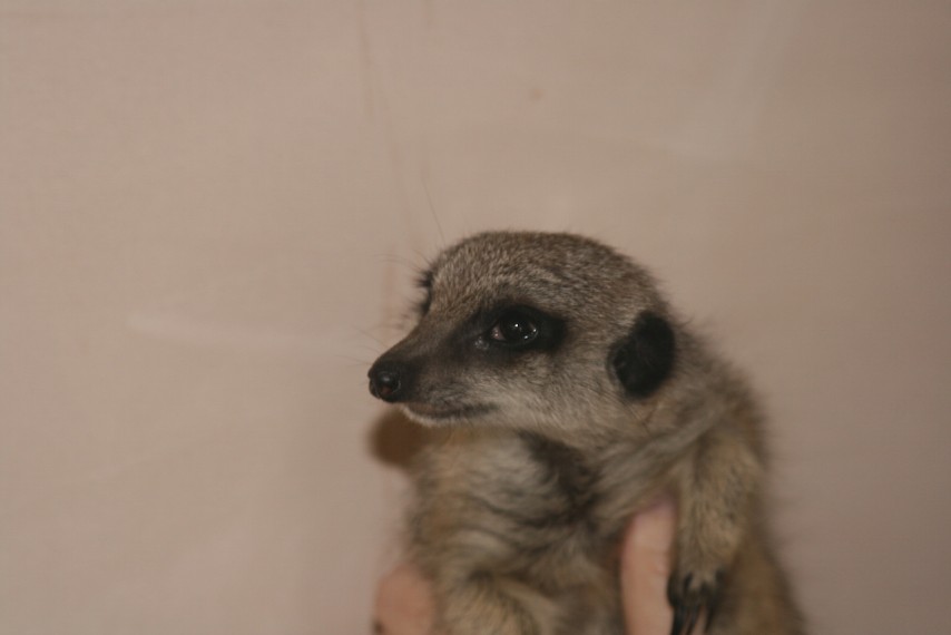 Meerkat treated for toxoplasmosis