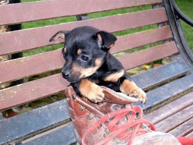 pup in boot