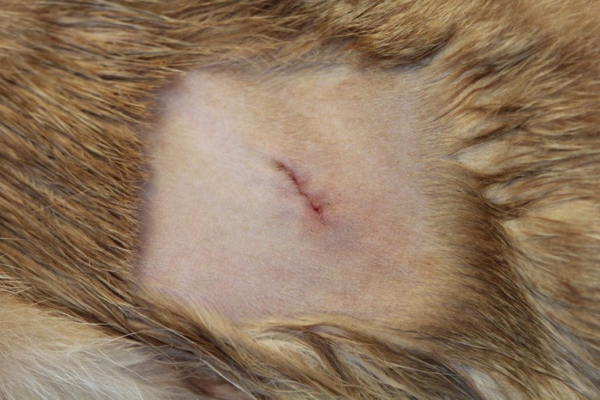 Small flank spey wound
