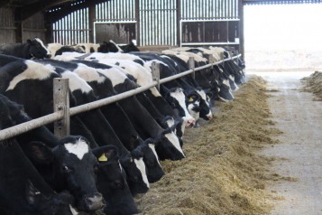 Cows in line in byre
