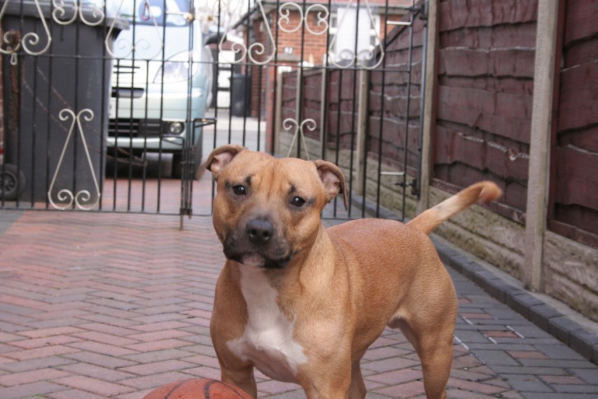 Staffie playing