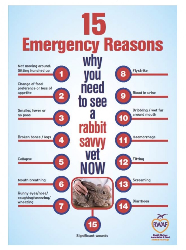 warning signs for rabbits