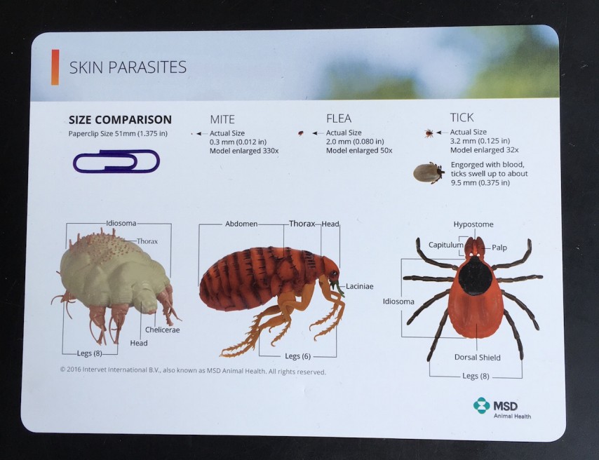 flea larvae actual size