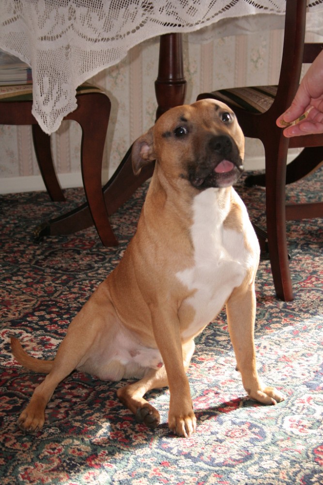 Staffie posing
