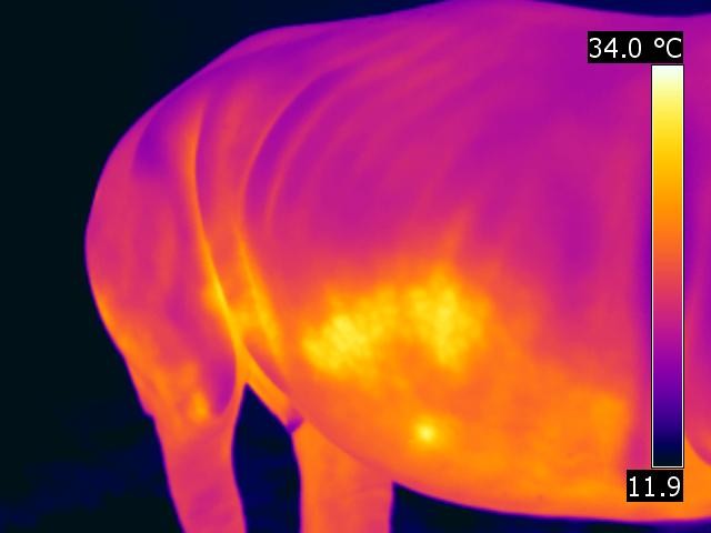 Pregnancy diagnosis in Rhino