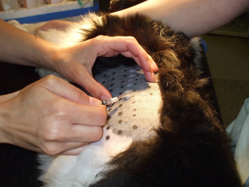 intradermal skin testing