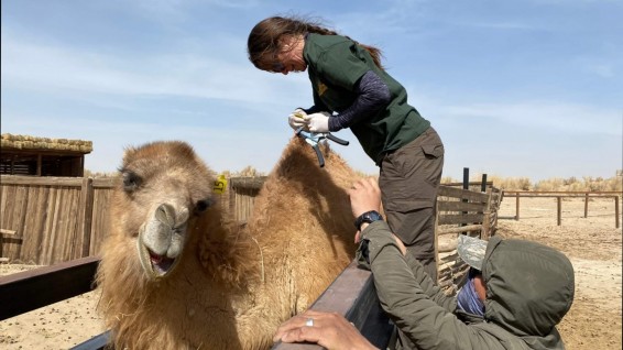 Jen and camel