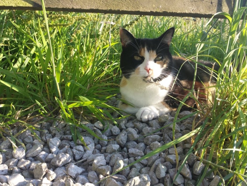 Lottie in garden