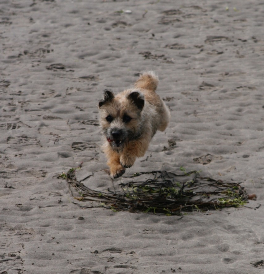 Halle on beach