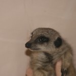 Meerkat treated for toxoplasmosis