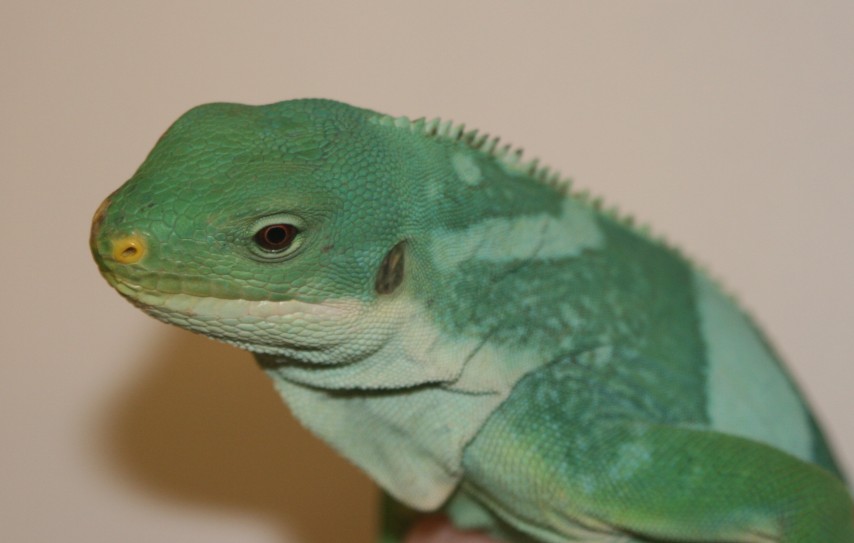 Iguana