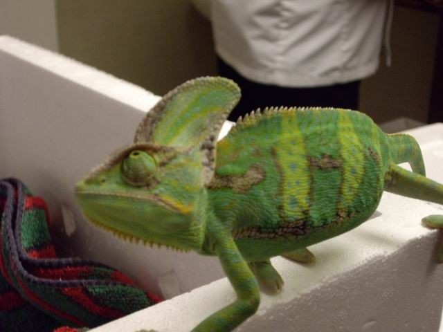 Chameleon