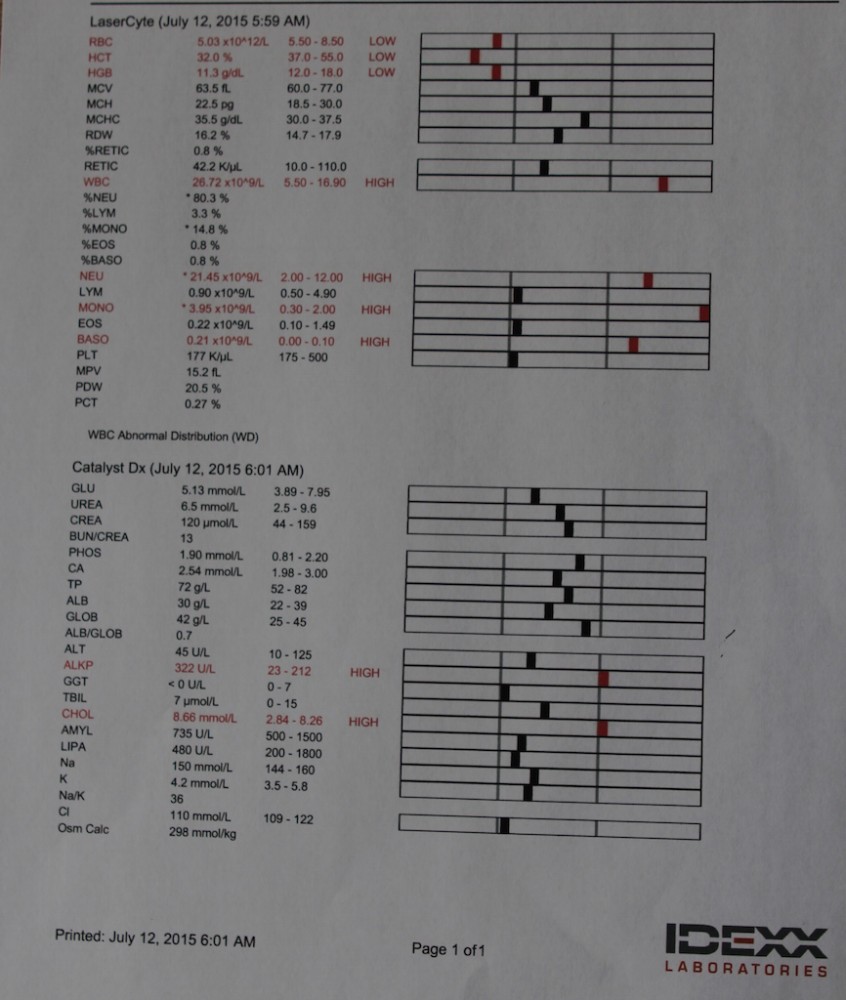 high WBC on blood sample