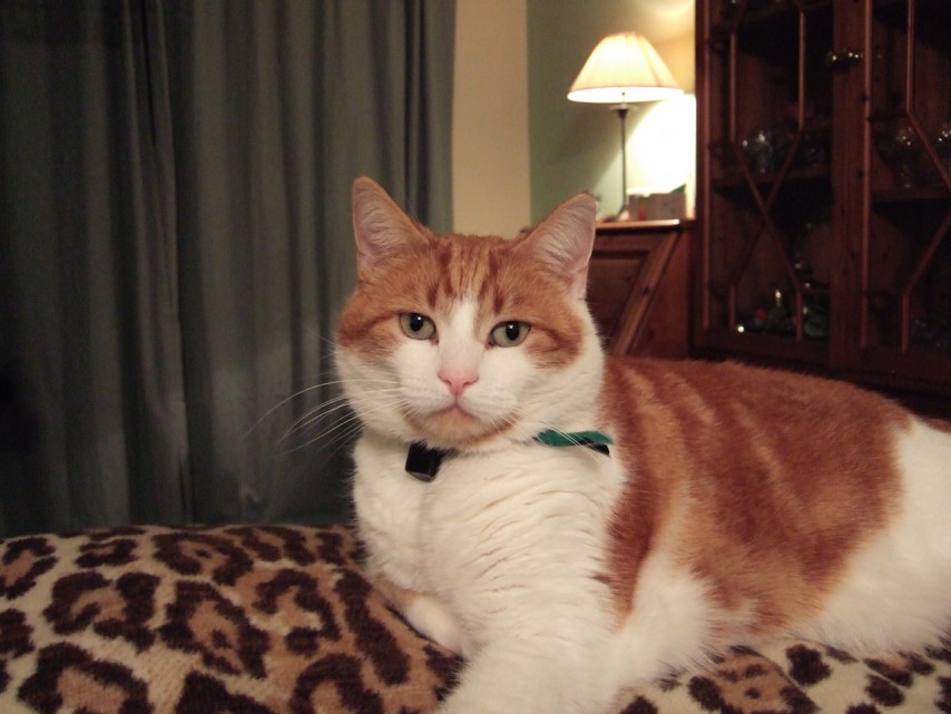 Jake on sofa