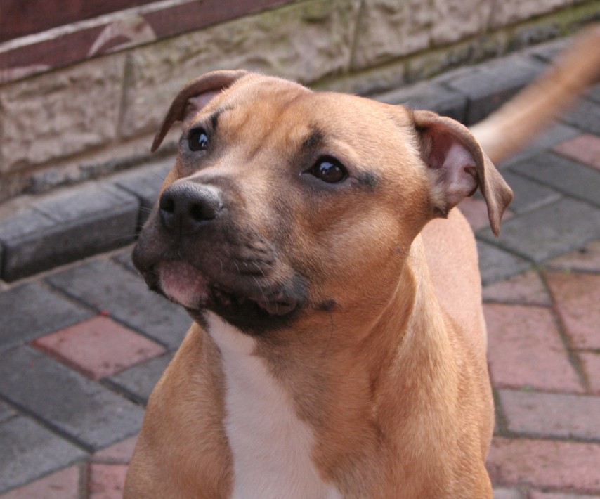 Staffie looking