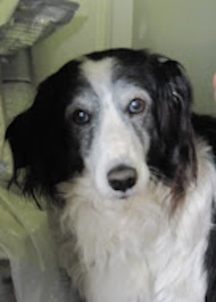 Elderly dog