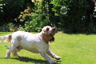 dog chasing bubbles