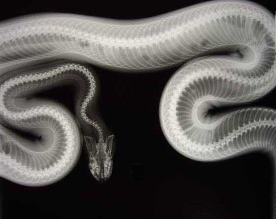 radiograph of snake