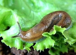 Slug on leaf