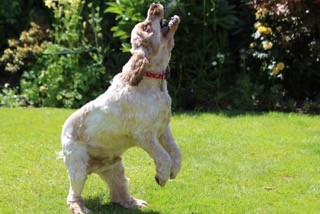 Bubble chasing dog