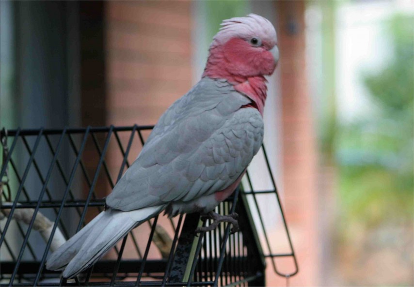 parrot