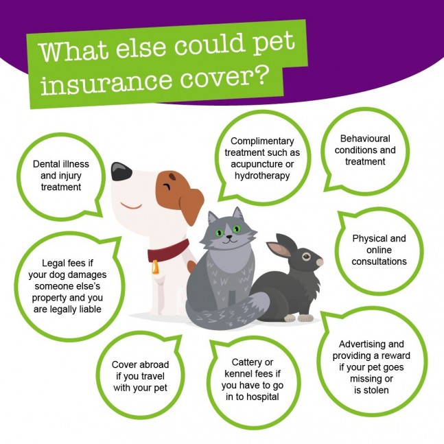 Pet deals insurance dental