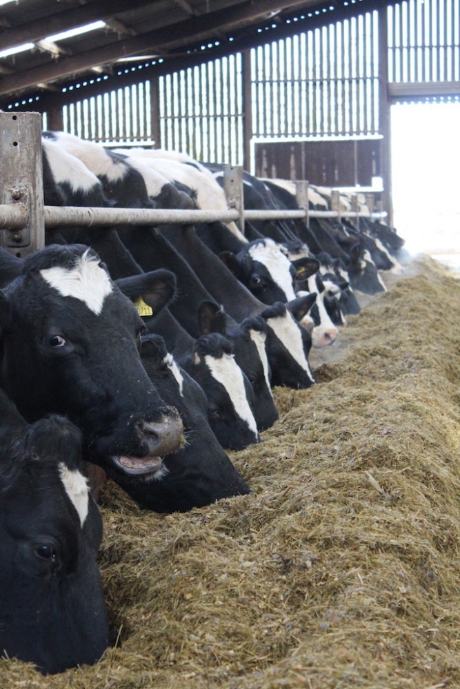 Cows eating