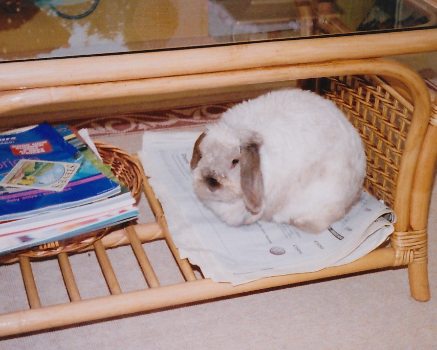 Rabbit hiding