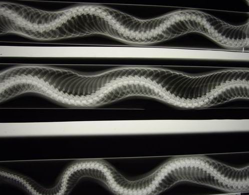 Radiograph of snake