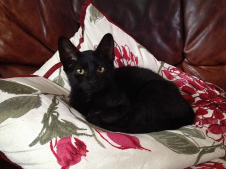 Cat on a cushion