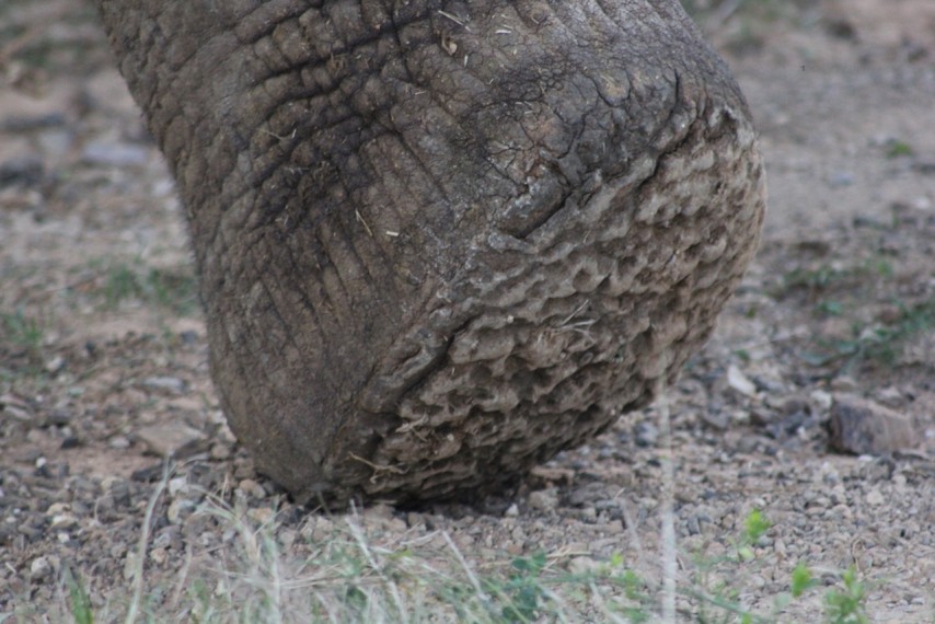 Base of elephant foot