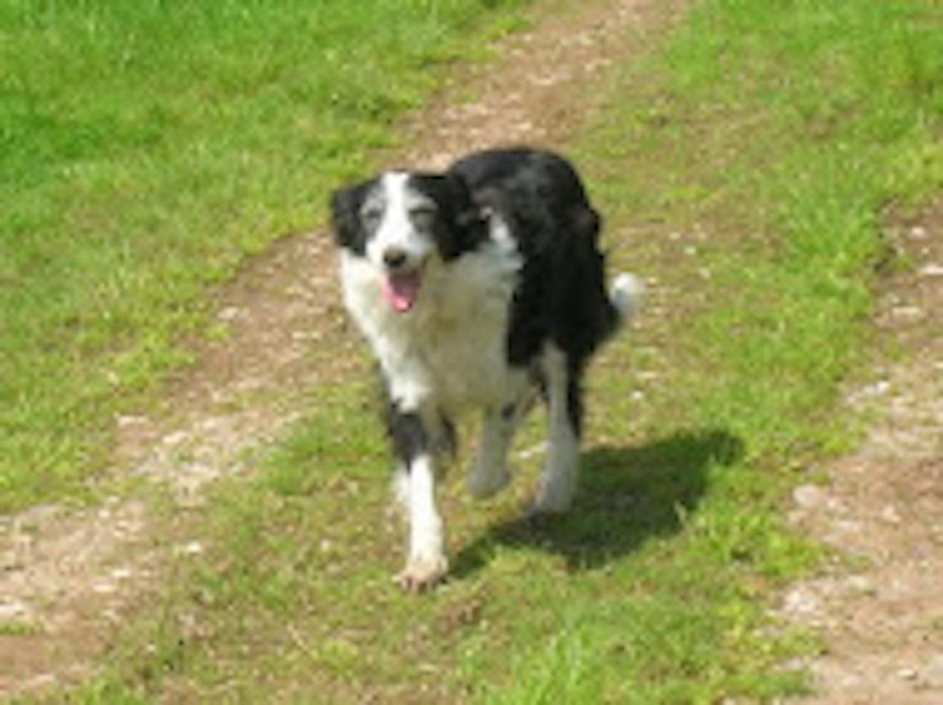Arthritic dog on meds