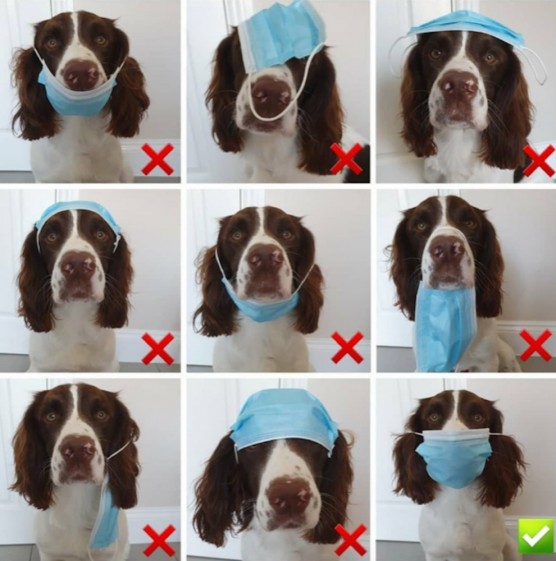 Spaniel with face mask