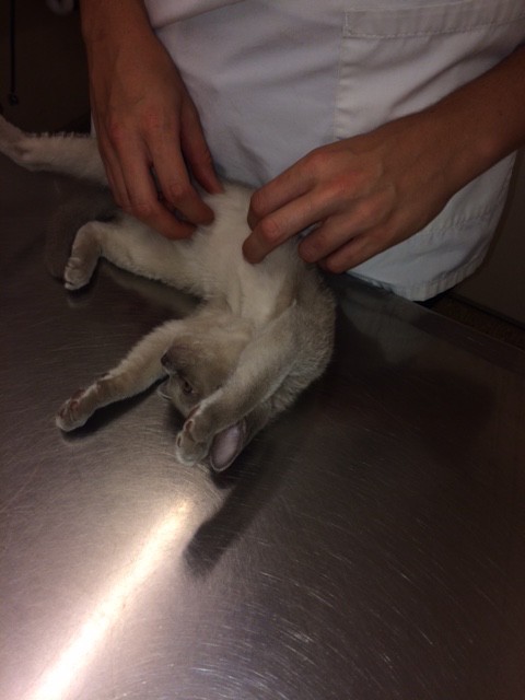 second vaccination burmese kitten