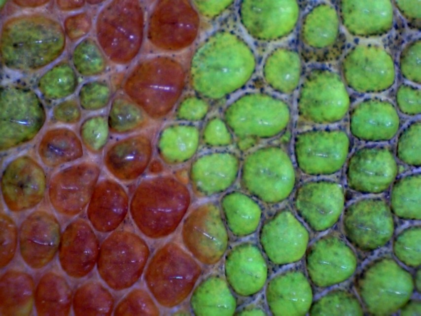 close up of lizard skin