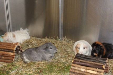 Guinea pigs hospitalised
