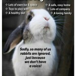 Rabbit info